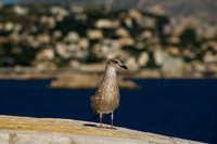 France_2013-815