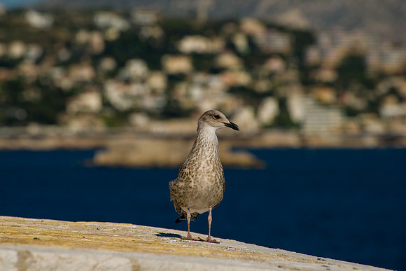 France_2013-815